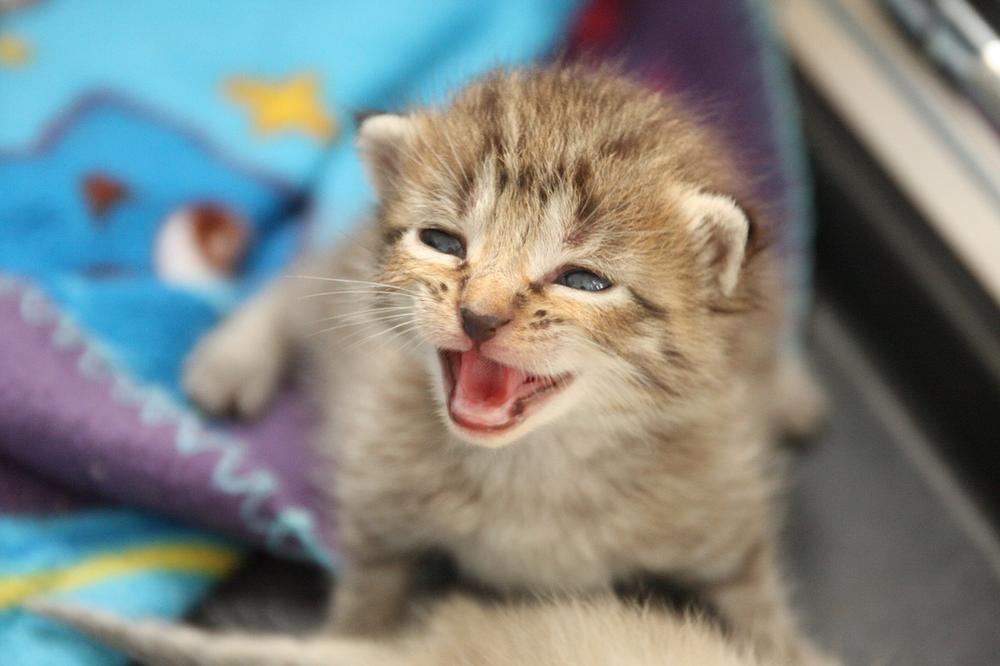 Causes of Sneezing in Newborn Kittens