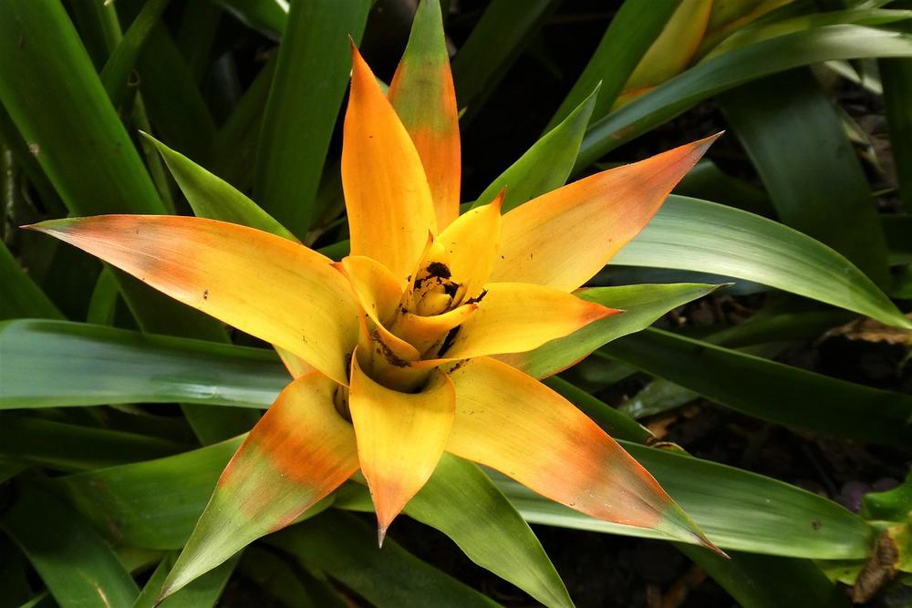 Is Bromeliad Toxic to Cats?
