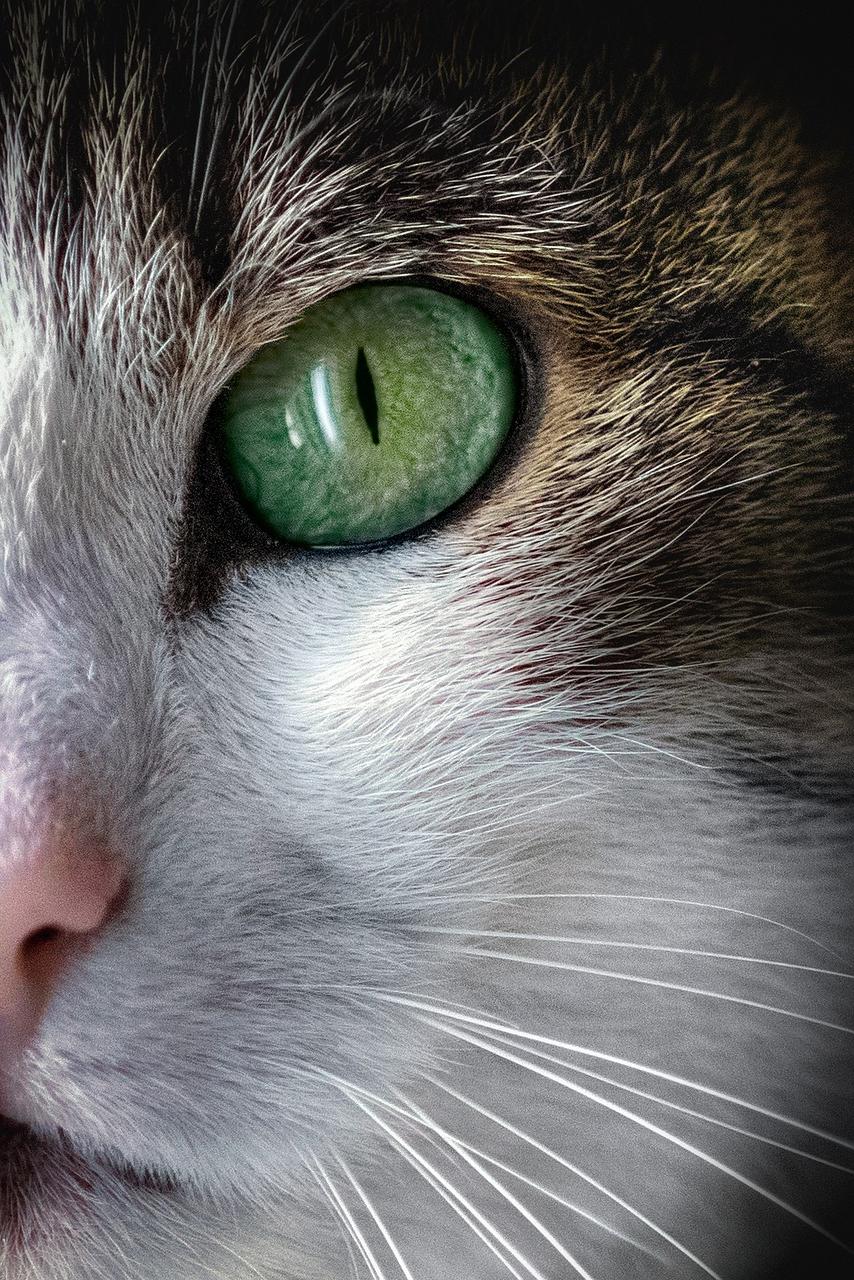 Signs of Allergic Reaction in Cats