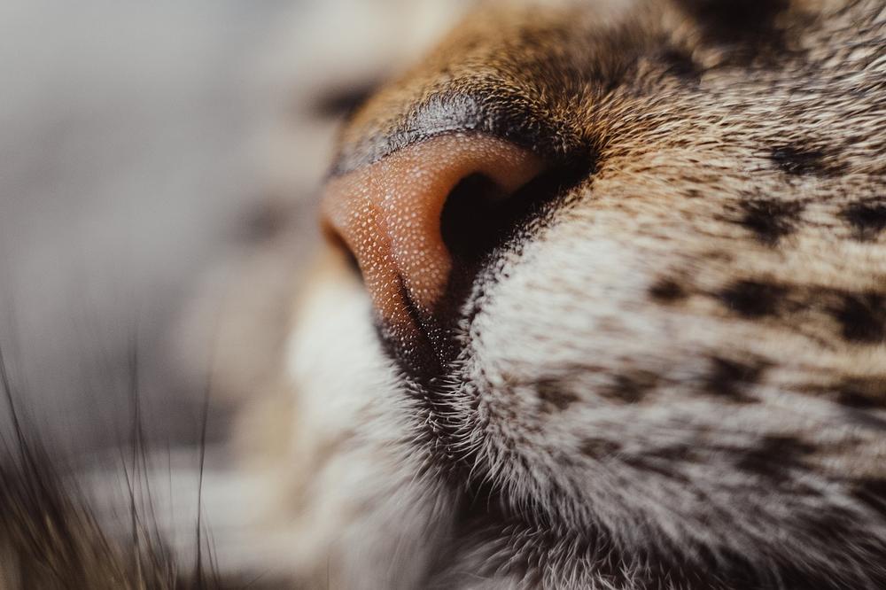 How to minimize the risks of kissing your cat on the nose