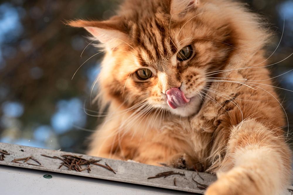 Can Cats Eat Flavoured Pretzel Sticks?
