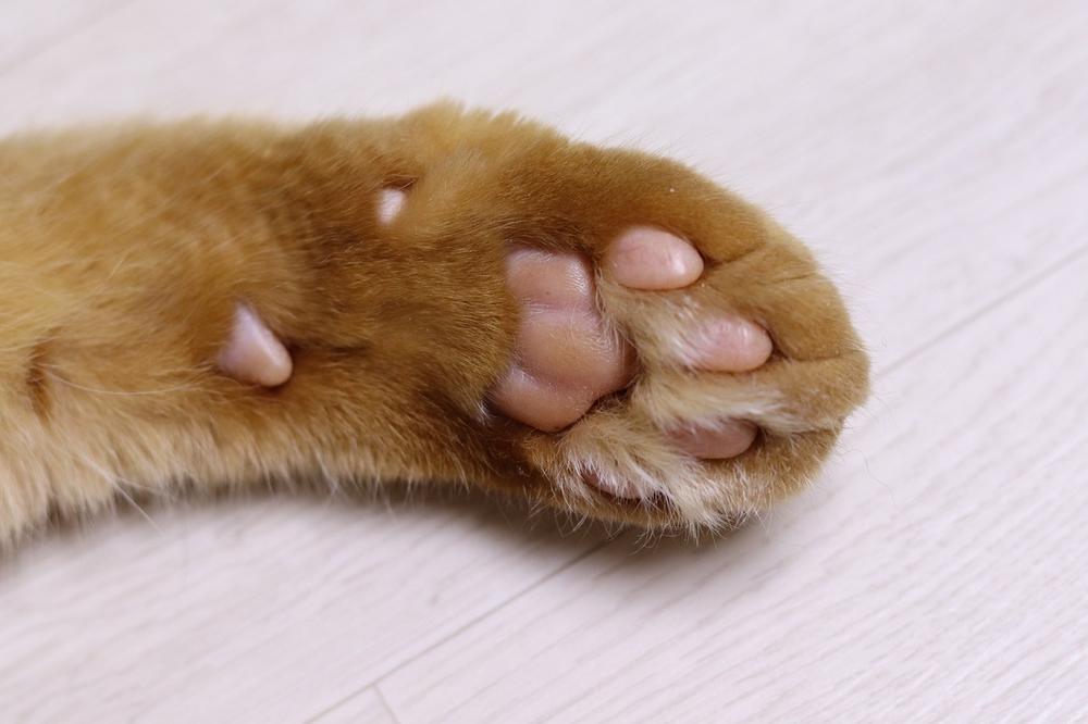 How to Test Your Cat's Paw Preference