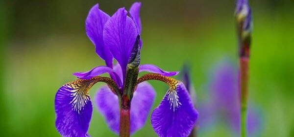 are iris poisonous to cats