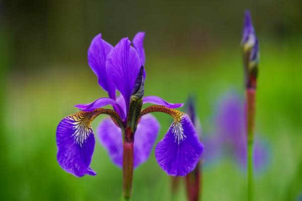 are iris poisonous to cats