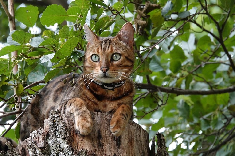 Tips and Tricks to Redirect Your Cat's Climbing Behavior