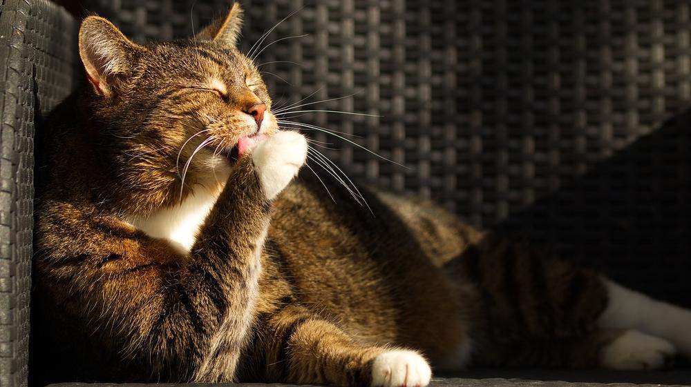 Understanding the Reasons Behind a Cat's Preference for One Person