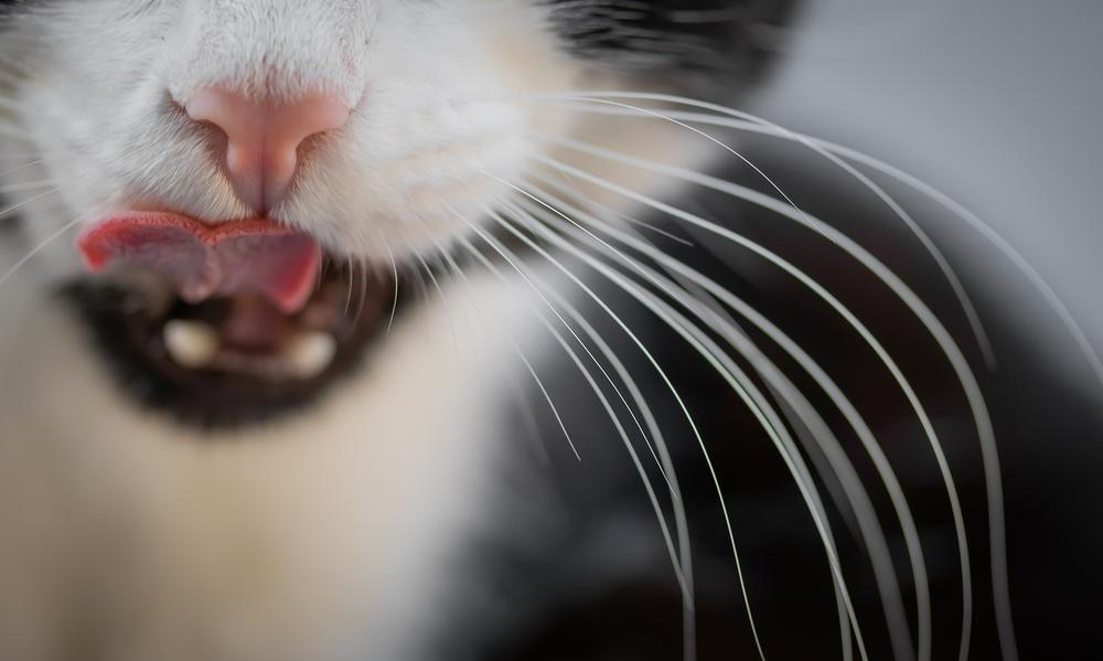 The 9 Reasons Cat Licks Your Nose