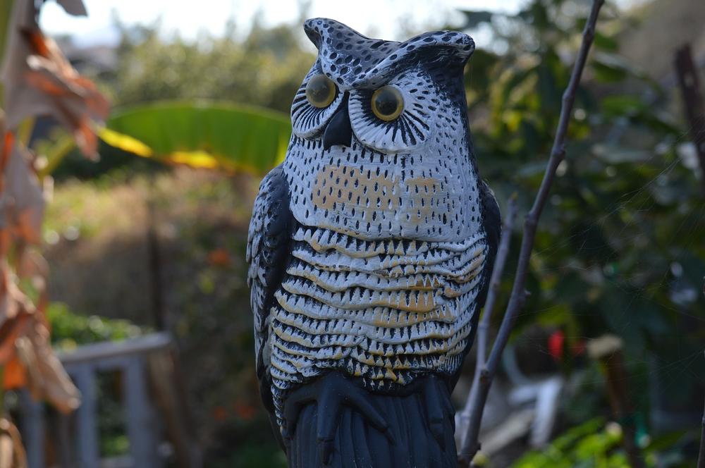 Placing Fake Owls: Strategic Locations to Keep Cats Away