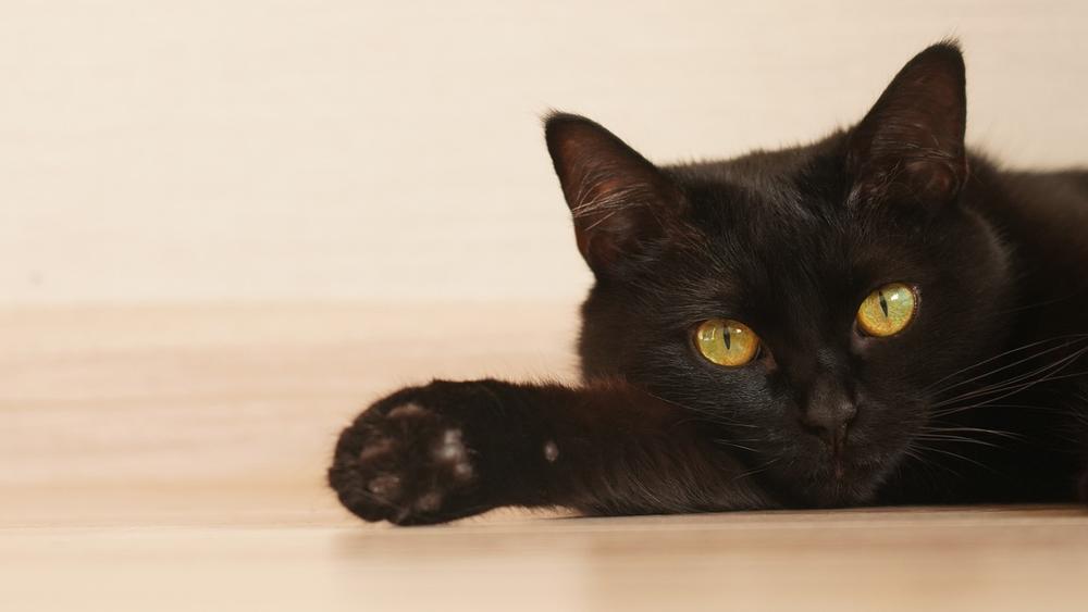 Do Black Cats Live Longer Than Other Cats?