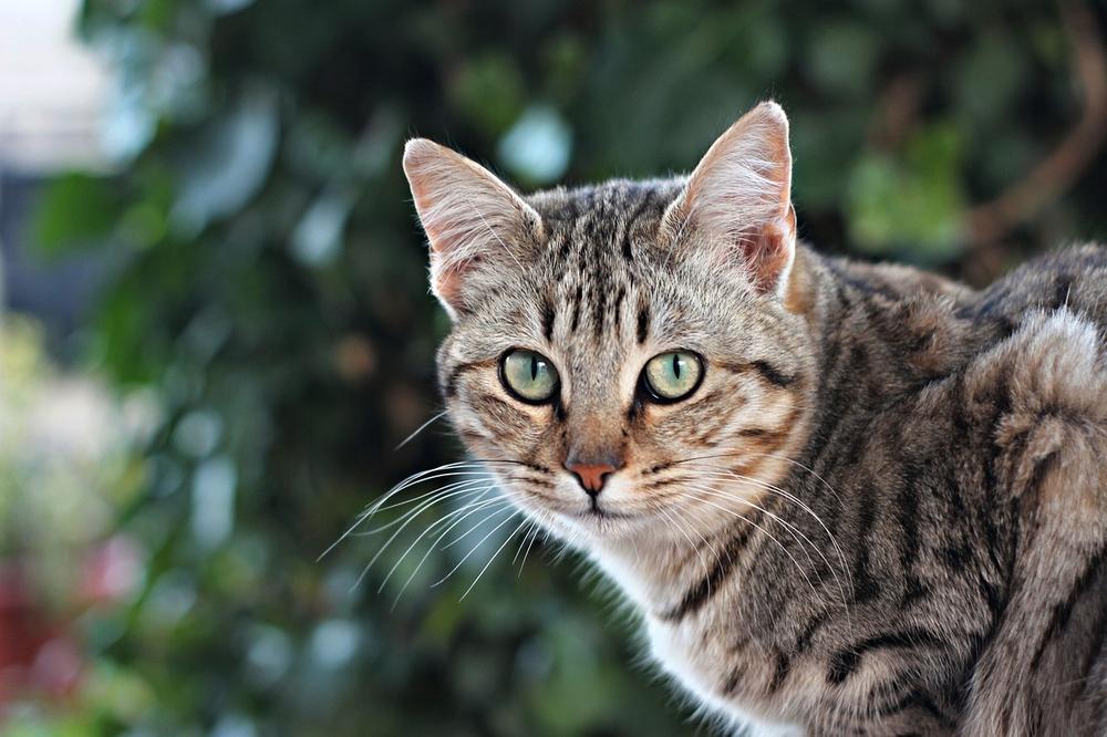 Dietary Factors Contributing to Weight Issues in Tabby Cats