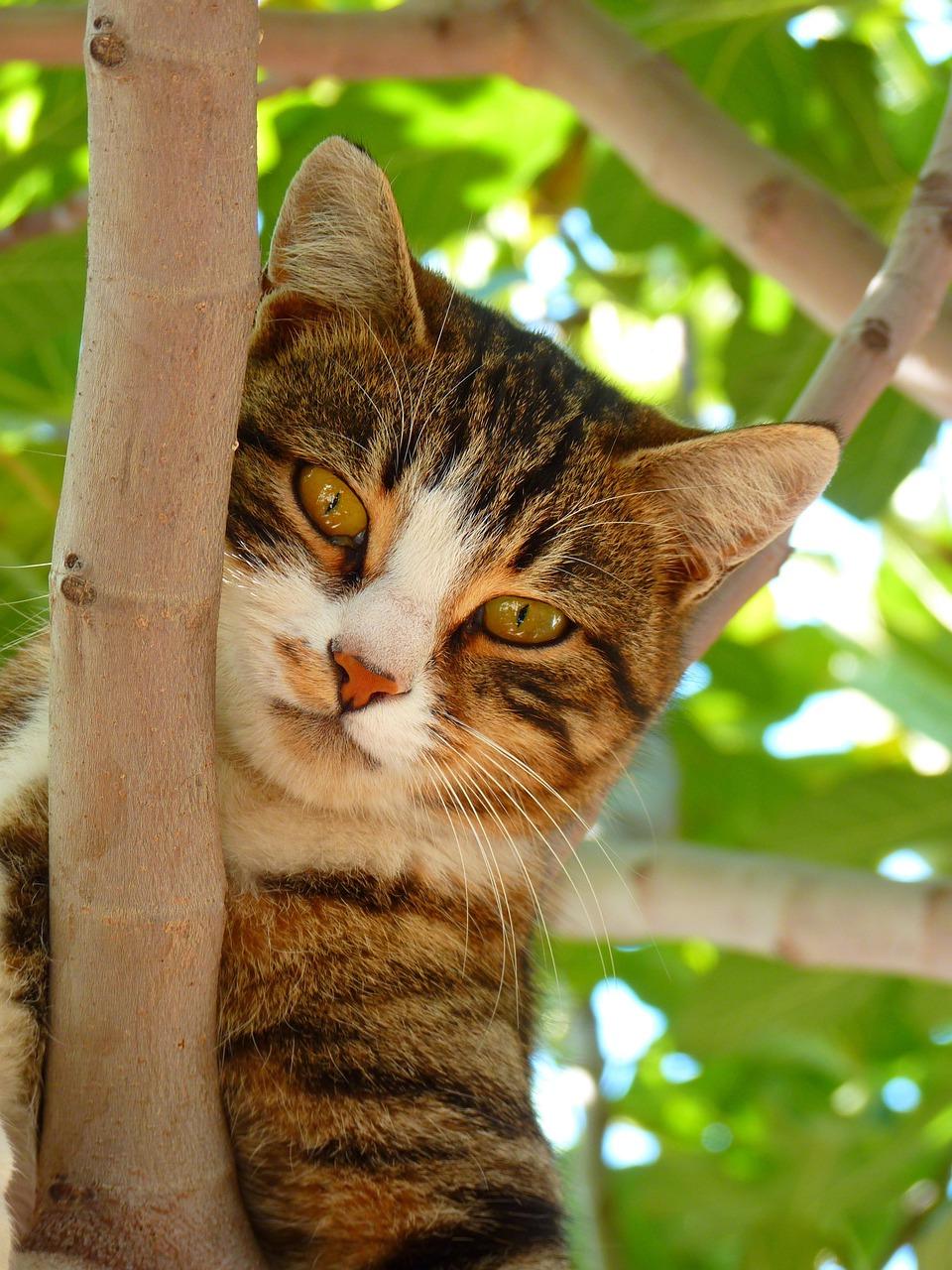 Preventing Cats From Eating Bamboo