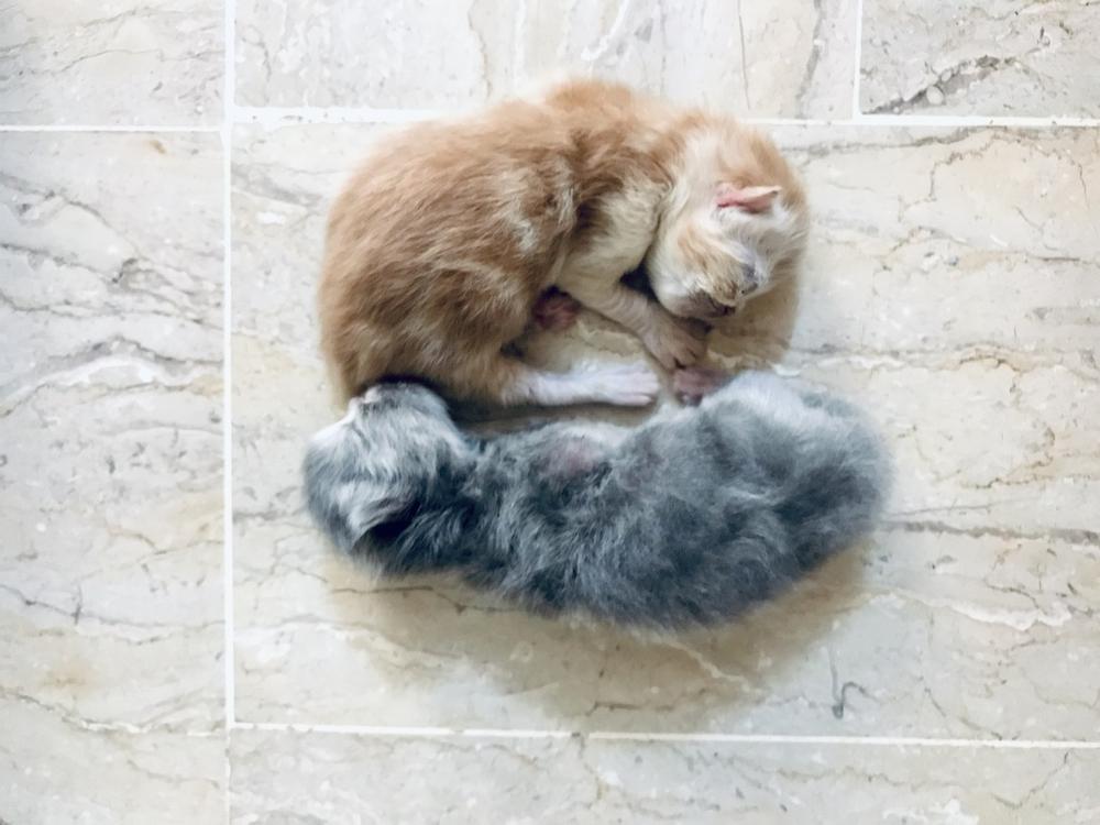 Successfully Introducing a New Kitten and Helping a Depressed Cat