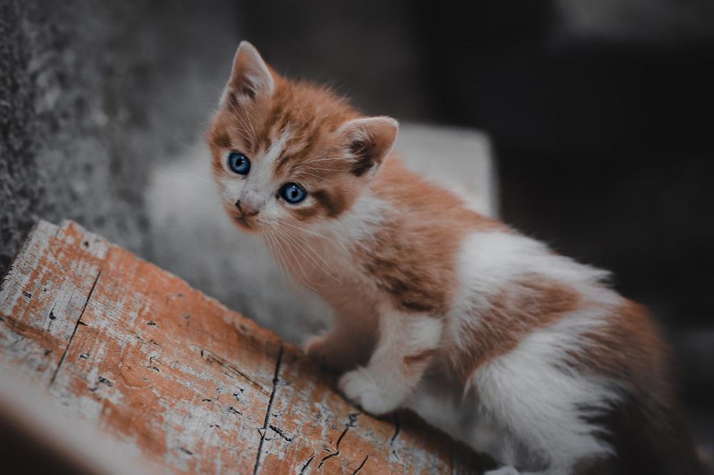 Tips for Introducing a Kitten to Older Cats