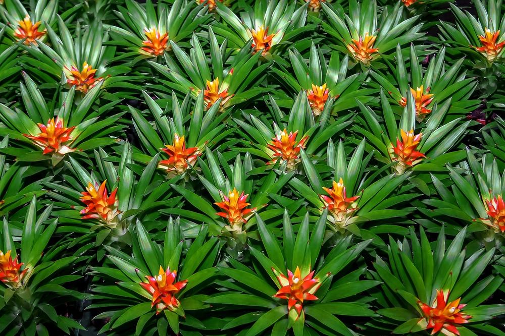 How to Keep Your Bromeliads Safe From Your Cats
