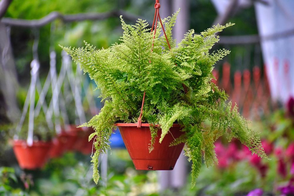 Cat-Safe Houseplants: Ferns and Plants to Avoid