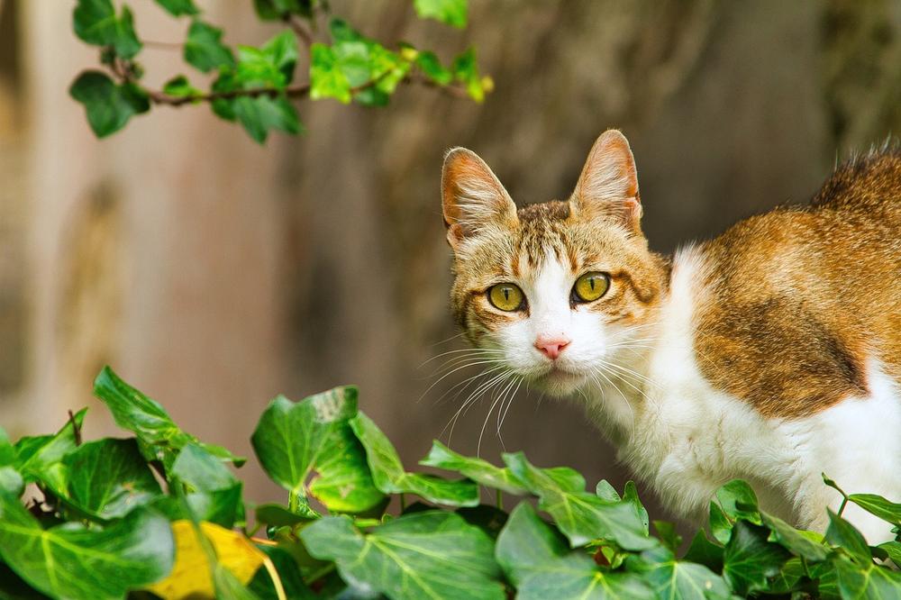 Cats Recognize Physical Symptoms