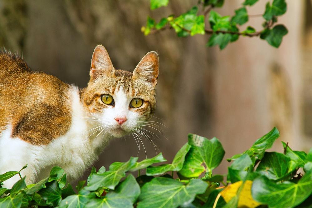 Symptoms of Feline Diabetes: What to Look Out For
