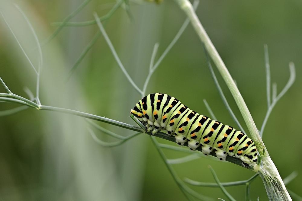 Do Caterpillars Sting Cats?