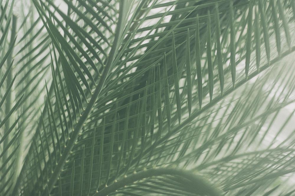 Catsafe Care Tips for the Areca Palm