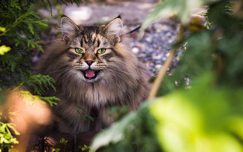 The Risks of Using Ammonia as a Cat Repellent