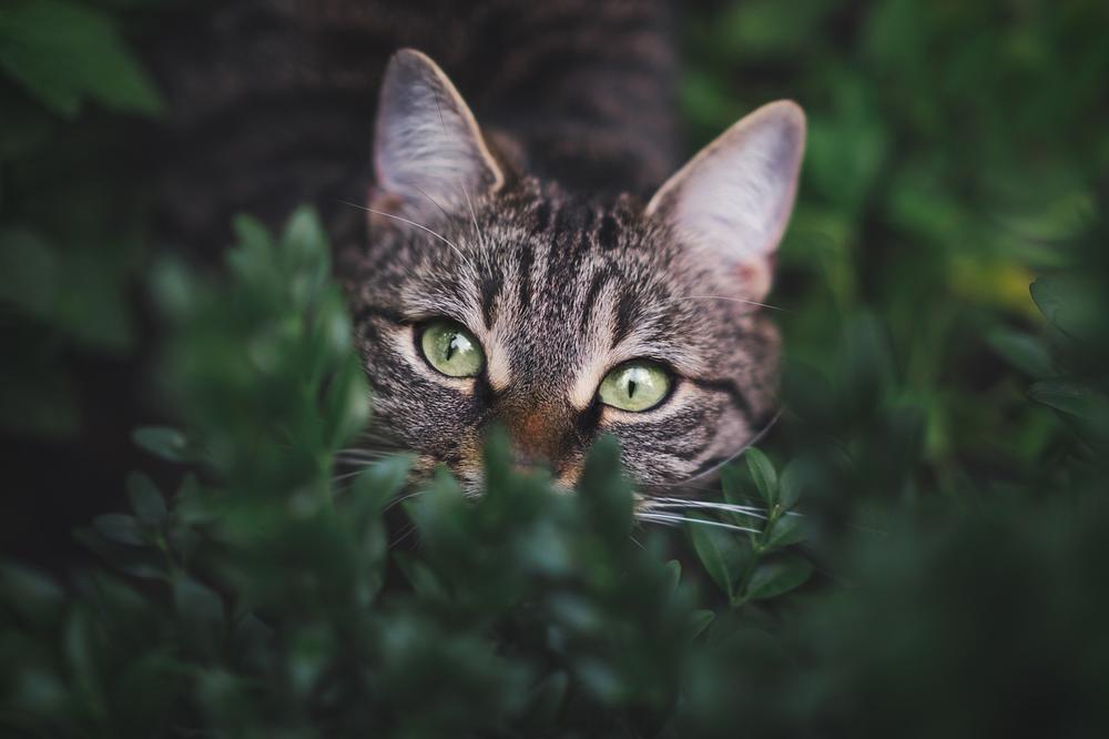 Preventing Brazilwood Toxicity in Cats