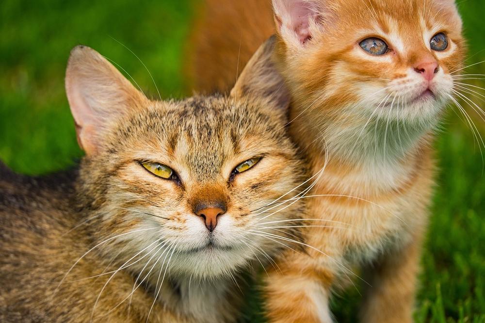 Stress and Anxiety in Cats