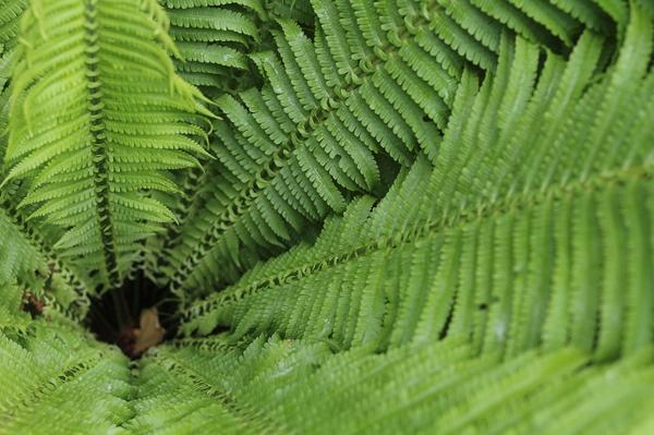 are ferns toxic to cats