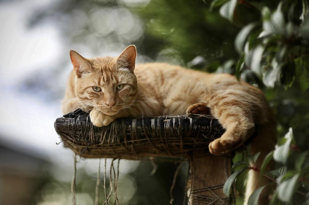 Can Cats Get Food Poisoning From Wet Food?