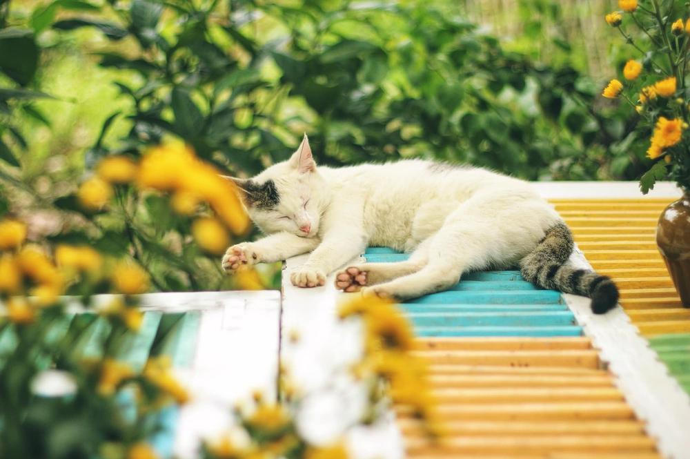 Impatiens Poisoning in Cats: Symptoms, Toxicity, and Feeding Risks