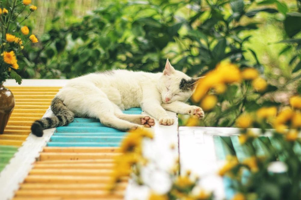 Understanding the Unique Nutritional Requirements of Outdoor Cats