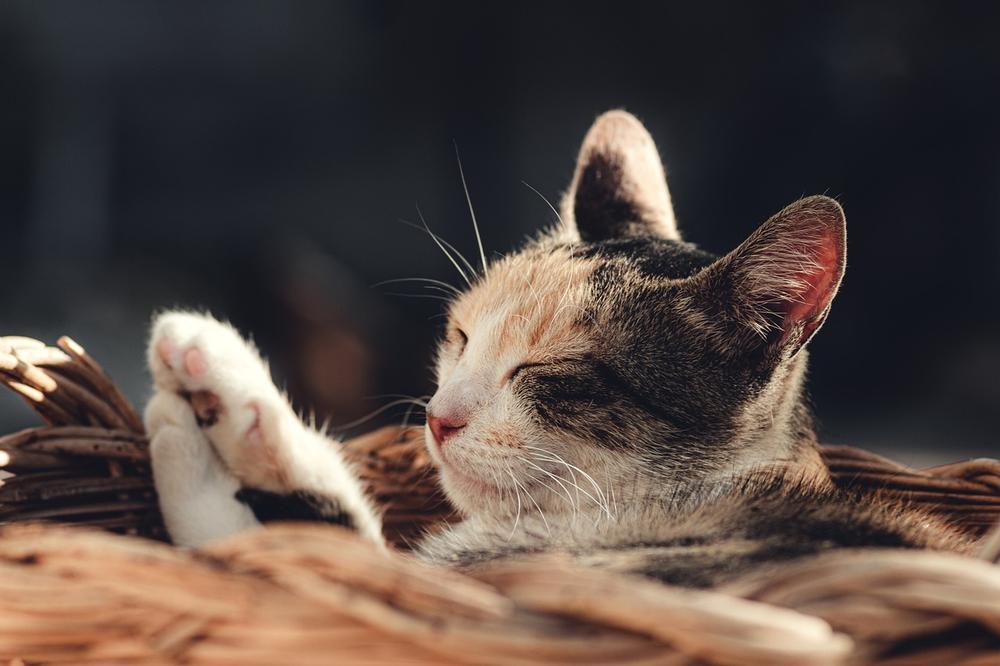 Turmeric Dosage for Cats