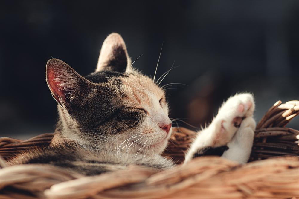 Which Herbs Are Toxic to Cats?