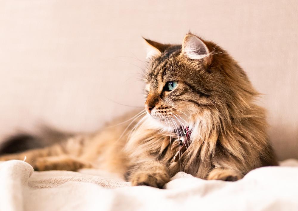 When Should I Go to the Vet for Cat Shedding?