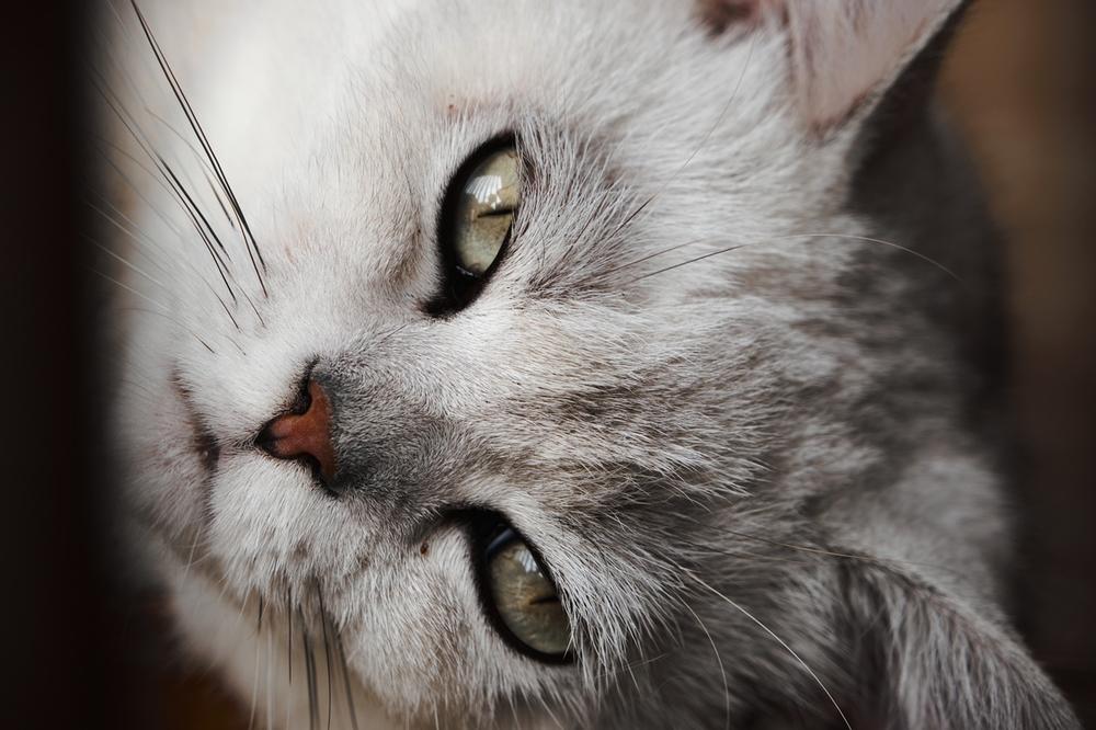 Can You Use Bleach to Clean Your Cat’s Litter Box?