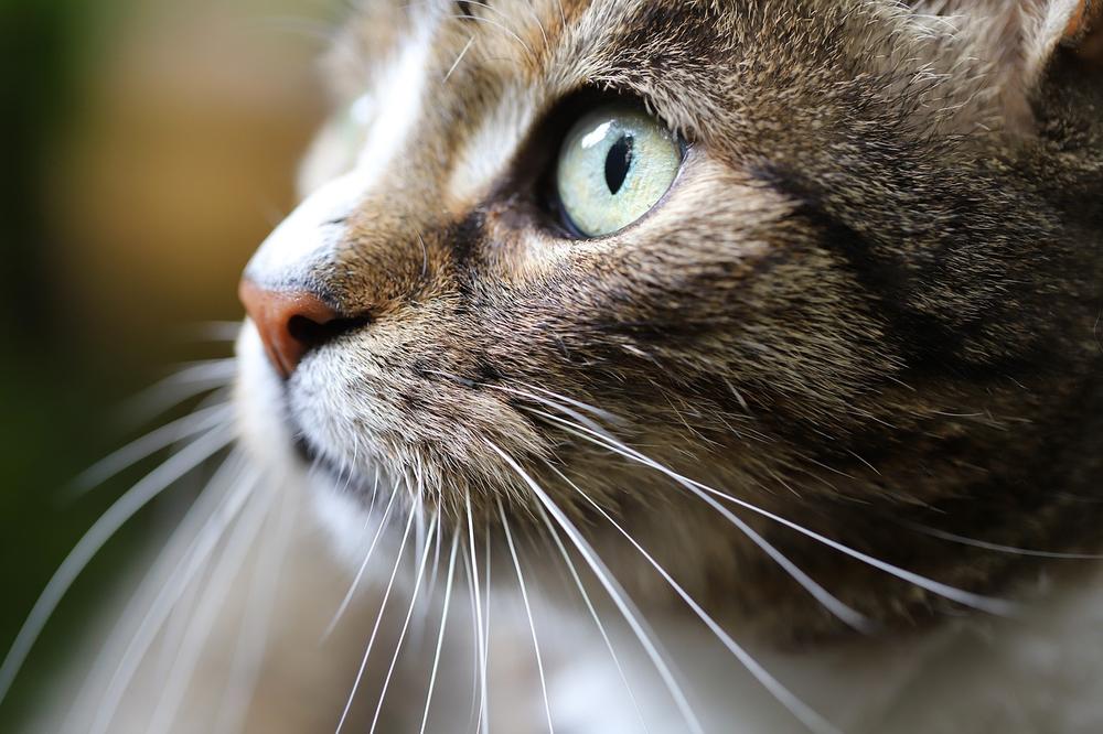 Factors That Influence a Nursing Cat's Appetite