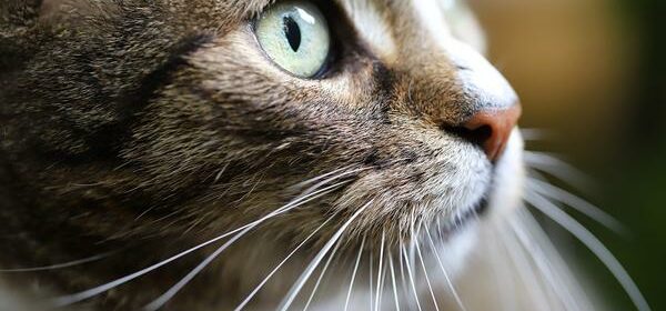 why do cats have whiskers