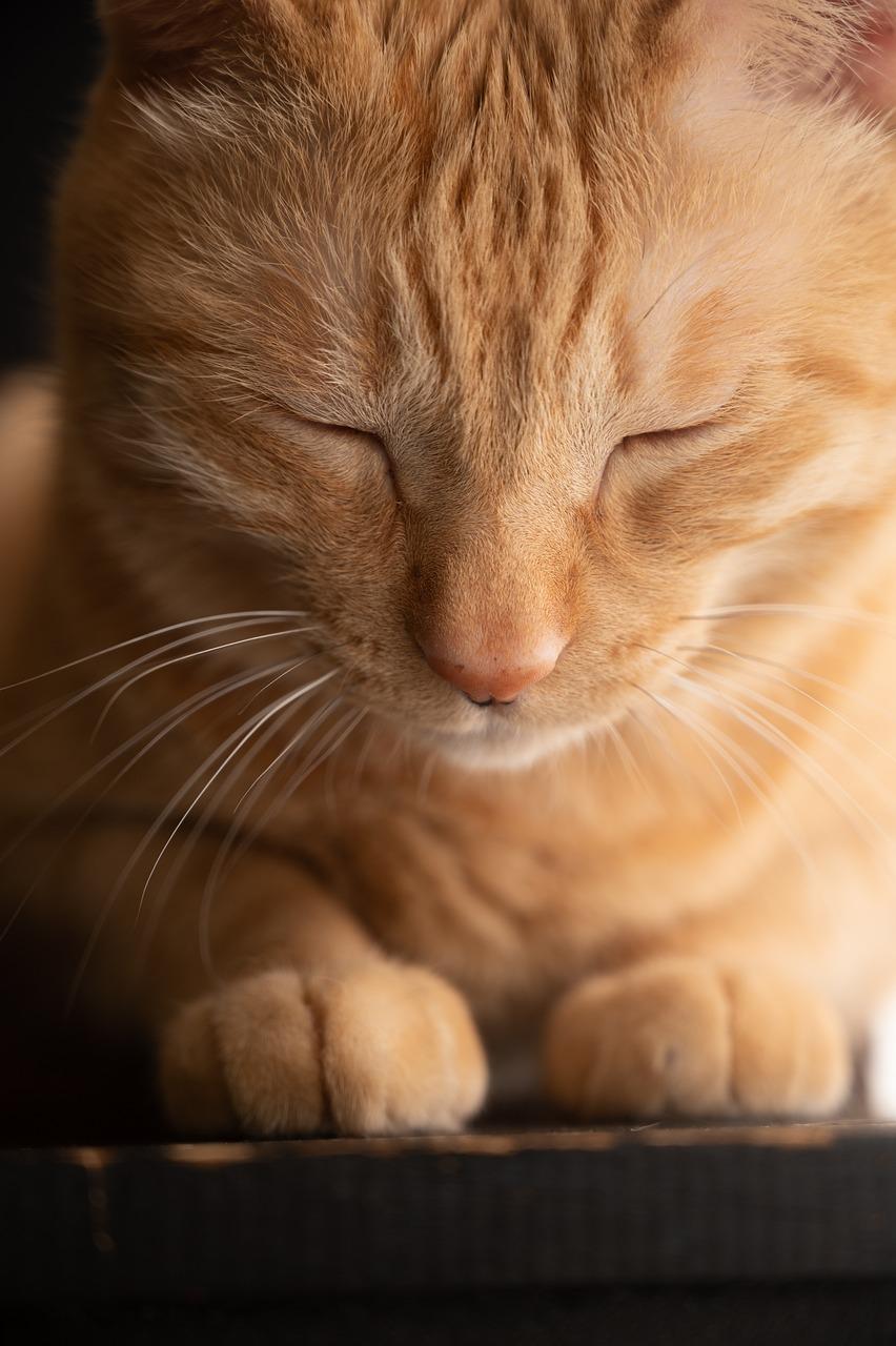 What to Do if Your Cat Eats Something Toxic