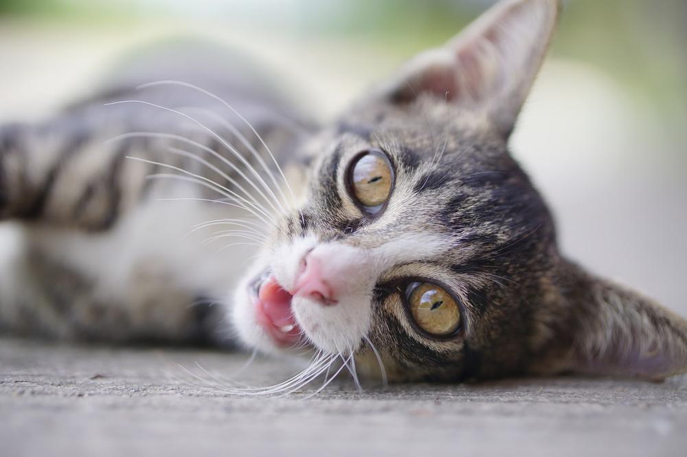 Common Causes of Excessive Licking in Pregnant Cats
