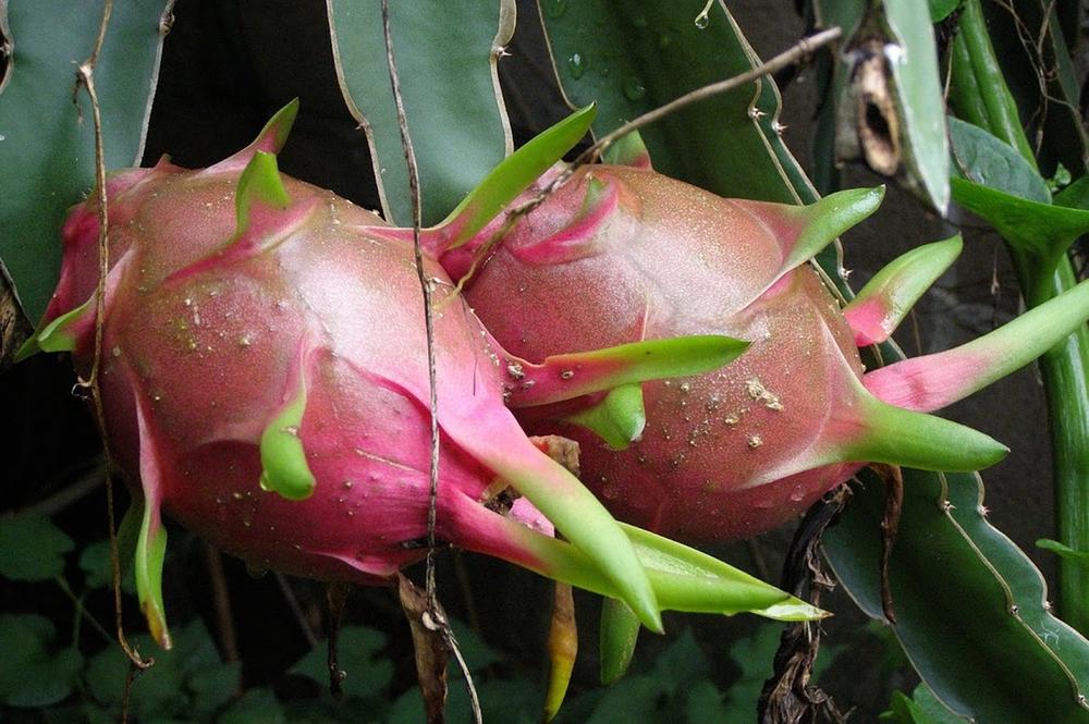 Is Dragon Fruit Good for Cats?