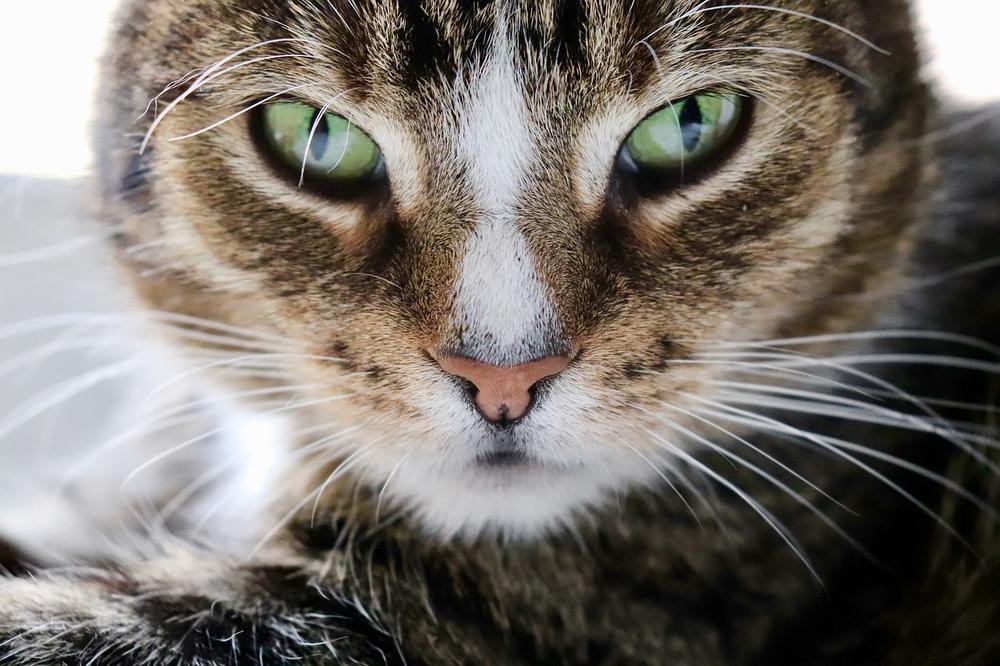 Can Catnip Be Addictive for Cats?