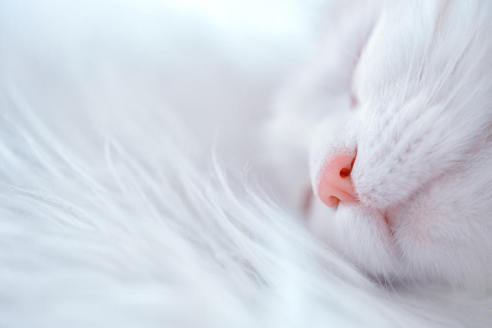 Diagnosing the Cause of Sneezing in Pregnant Cats