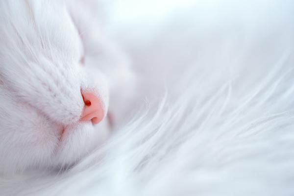 do cats sleep more as they get older
