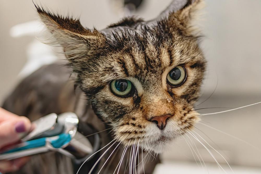 How to Help a Cat Become Comfortable With Grooming