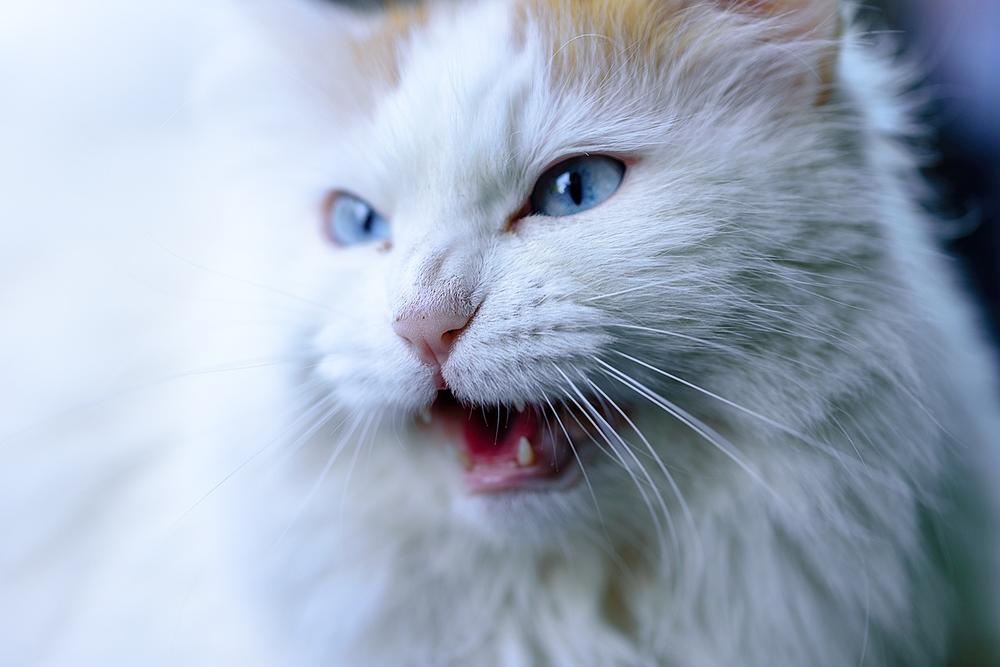 Symptoms of Teeth Issues in Cats