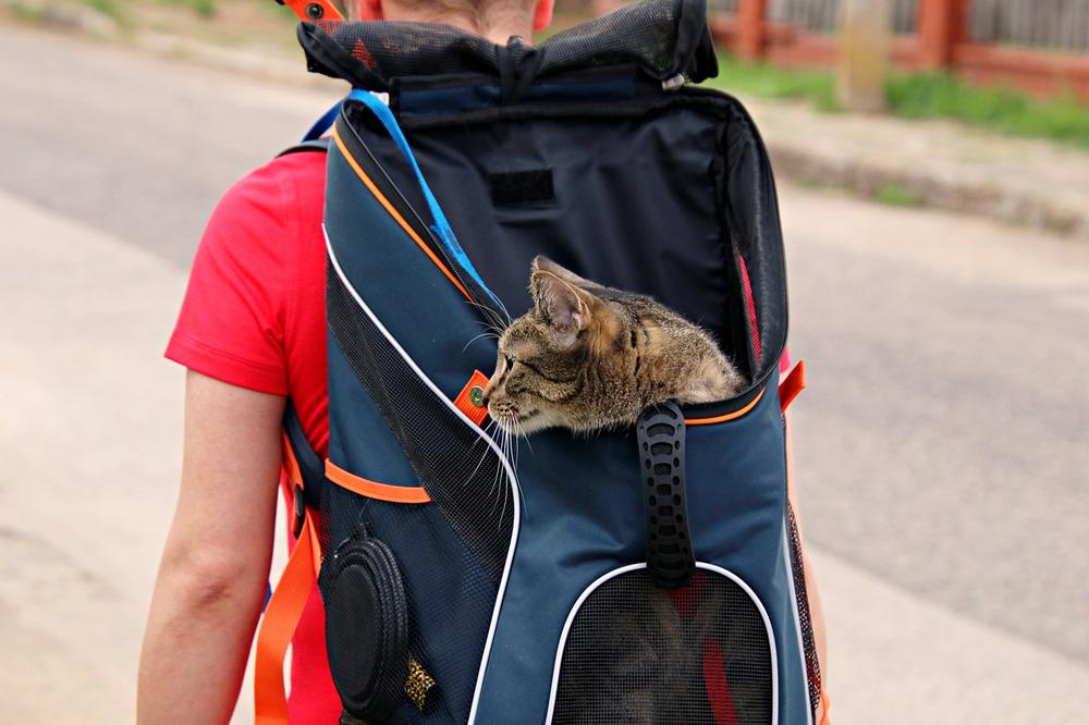 What Can You Use Instead of a Cat Carrier?