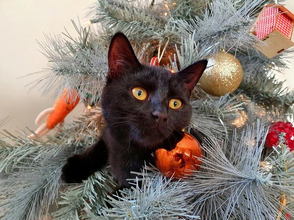 why do cats like christmas trees