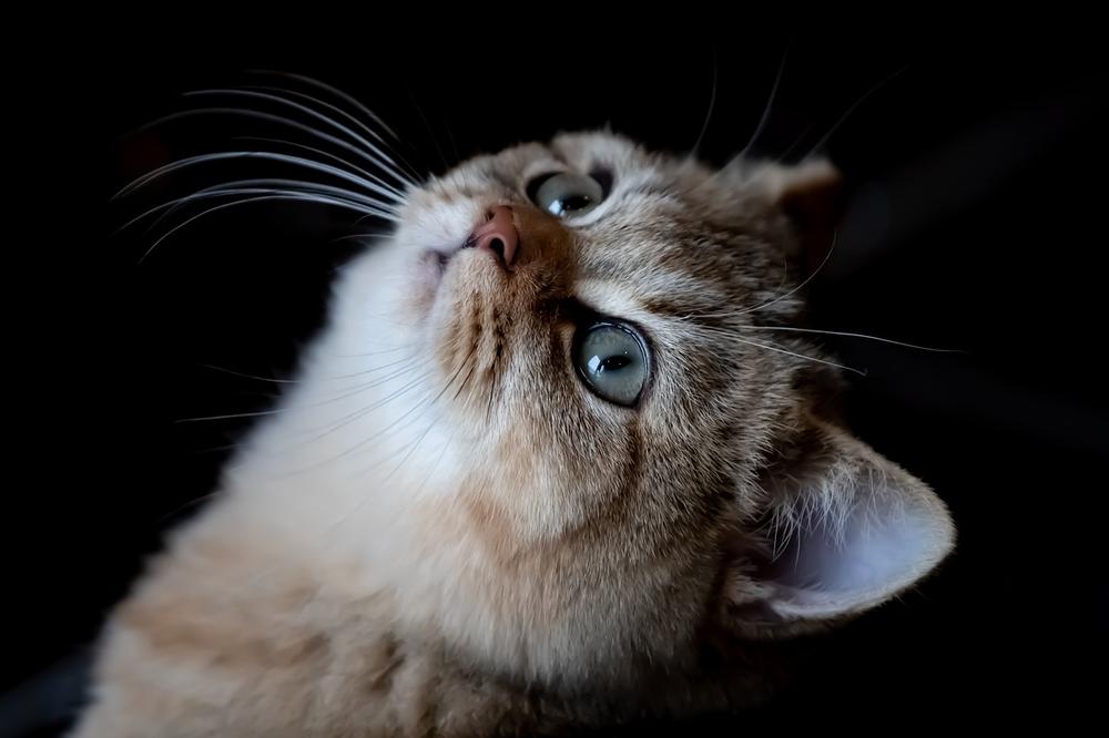 Can Cats Exhibit Peanut Allergy Symptoms or Toxicity?