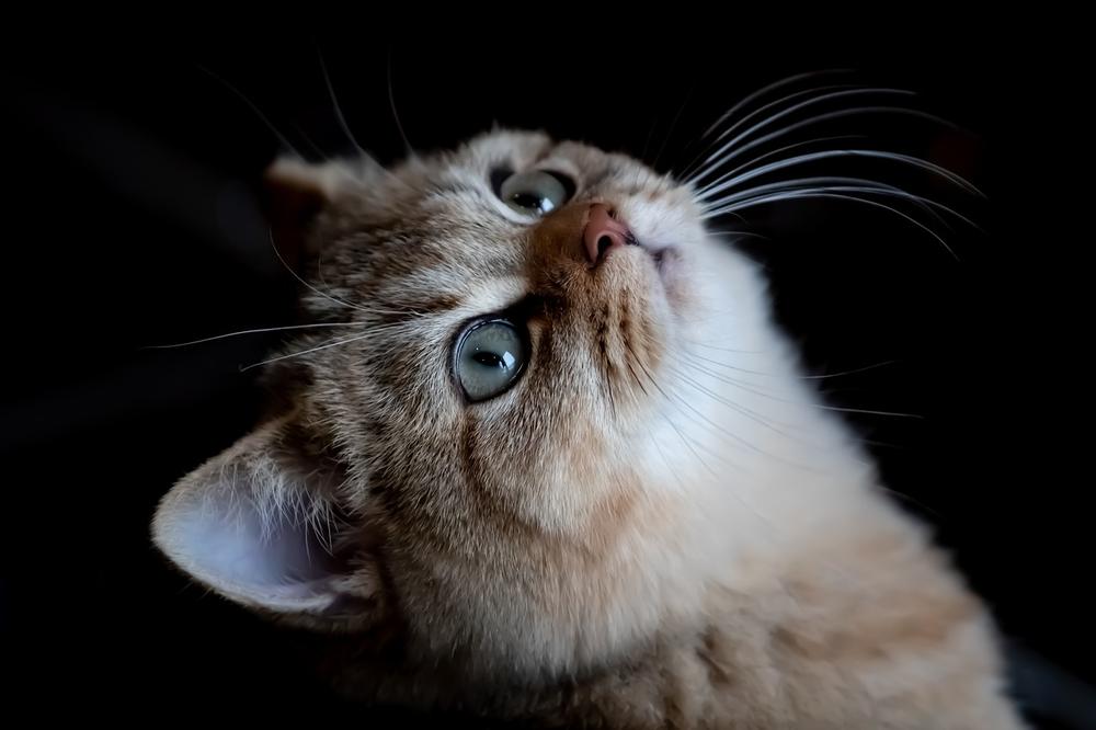 Cats Detect Illness: Noticing Behavioral Cues in Humans