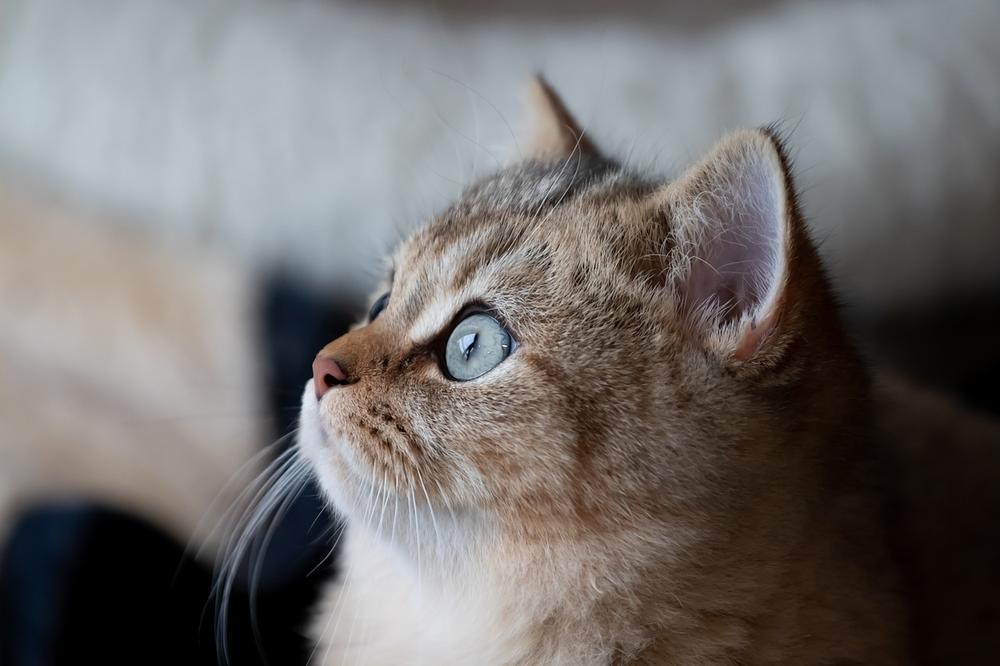 Is Peppermint Toxic to Cats?