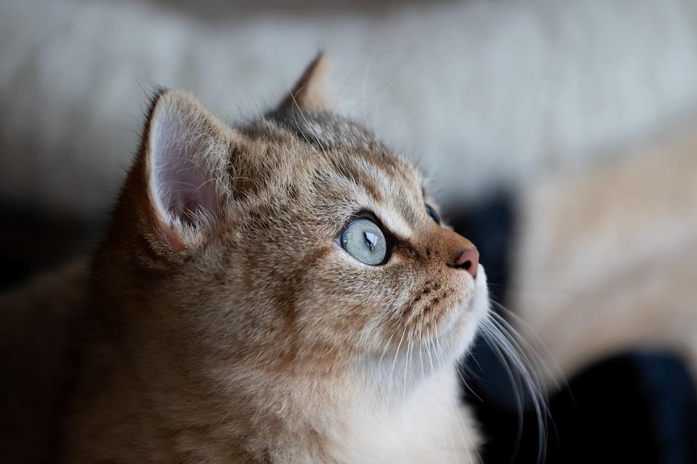 Unraveling Feline Scent: Paw Anatomy, Smell Glands, and Science